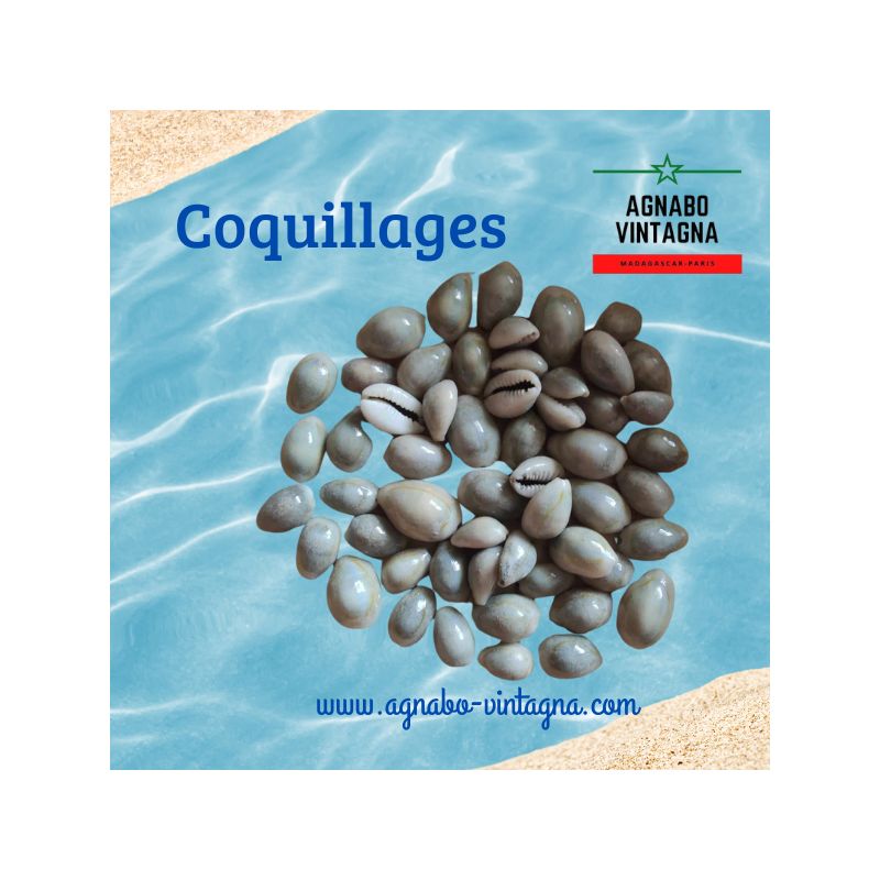 Petits coquillages